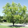 Sophora japonica